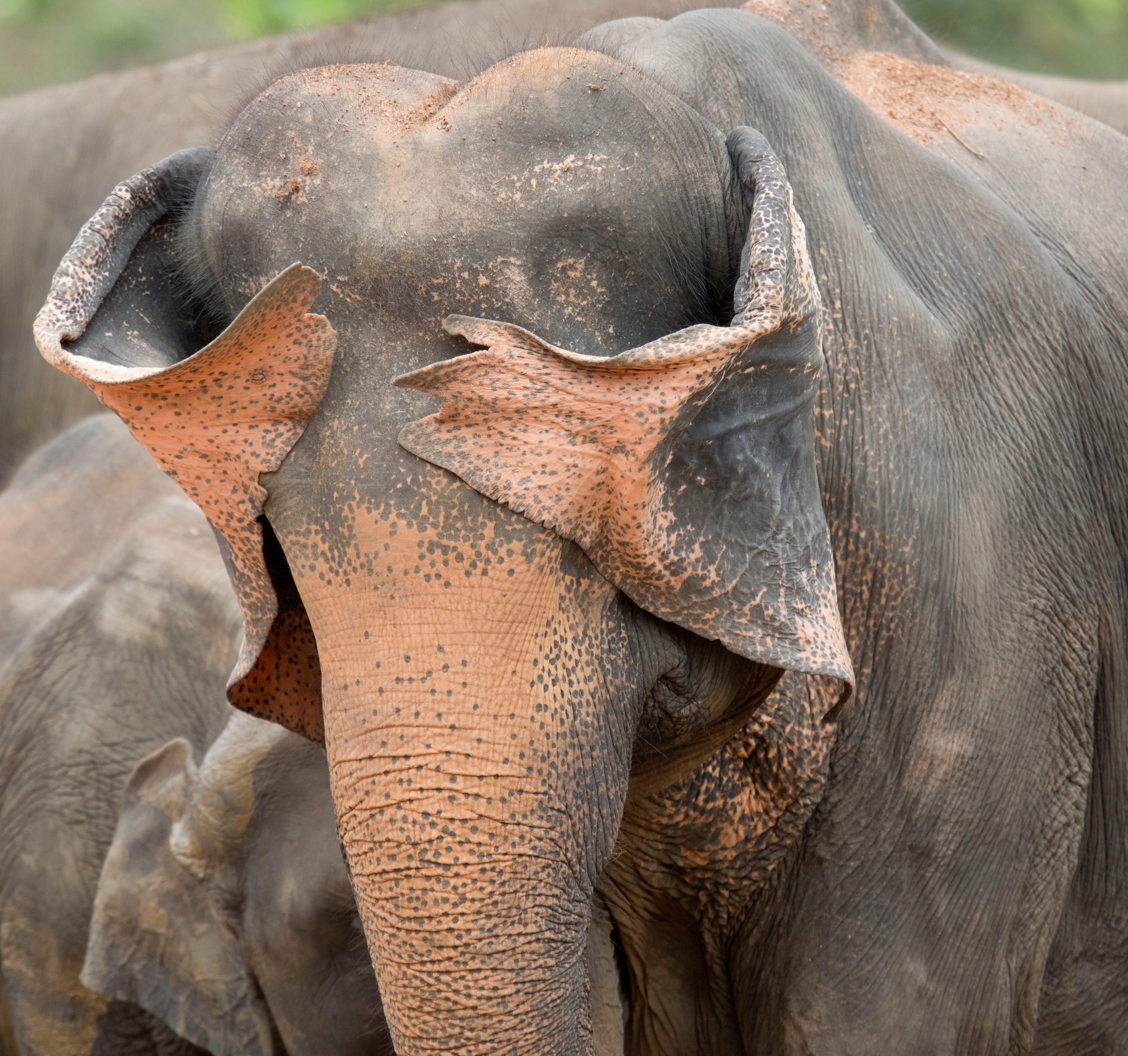A Sri Lankan elephant hides it face behind its ears 